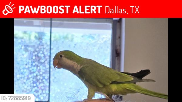 Lost Unknown Bird last seen Buckner/Peavy/ WH Gaston / Bryan Adams/ Alger Park Ash Creek / Casa View/Casa Linda , Dallas, TX 75228