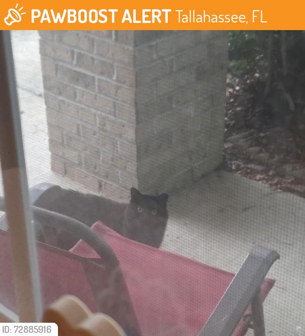 Found/Stray Unknown Cat last seen Goose creek trl off mahan , Tallahassee, FL 32317