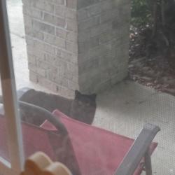 Found/Stray Unknown Cat last seen Goose creek trl off mahan , Tallahassee, FL 32317