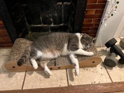 Lost Female Cat last seen Cameron and Hansell in Grant Park area, Atlanta, GA 30312