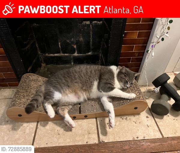 Lost Female Cat last seen Cameron and Hansell in Grant Park area, Atlanta, GA 30312