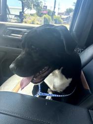 Found/Stray Male Dog last seen Walnut Hill and Harry Hines, Dallas, TX 75220