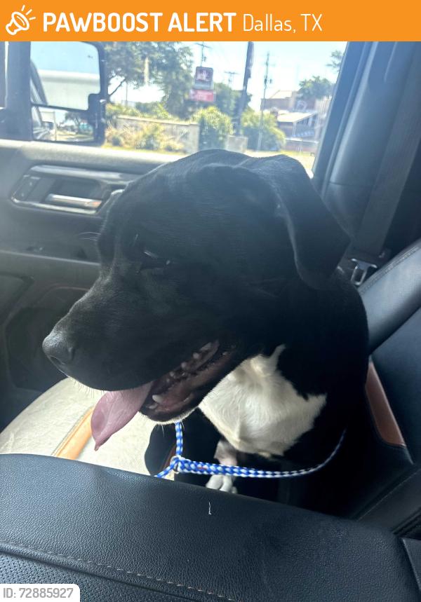 Found/Stray Male Dog last seen Walnut Hill and Harry Hines, Dallas, TX 75220