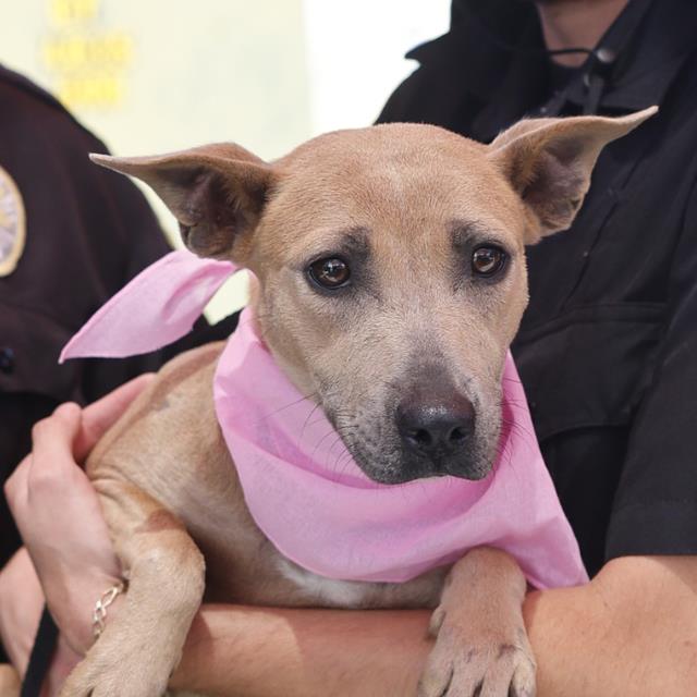 Shelter Stray Female Dog last seen Near BLOCK IH 10, San Antonio, TX 78227