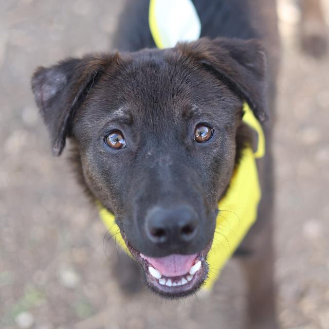 Shelter Stray Female Dog last seen Near BLOCK PLEASATON RD, San Antonio, TX 78227