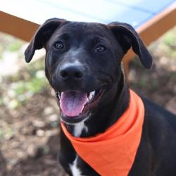 Shelter Stray Female Dog last seen Near BLOCK PLEASATON RD, San Antonio, TX 78227