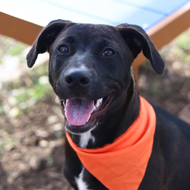 Shelter Stray Female Dog last seen Near BLOCK PLEASATON RD, San Antonio, TX 78227