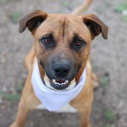 Shelter Stray Male Dog last seen Near BLOCK S CALLAGHAN, San Antonio, TX 78227