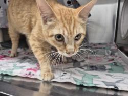 Shelter Stray Female Cat last seen Near BLOCK MITCHELL ST, DETROIT MI 48234, Detroit, MI 48211