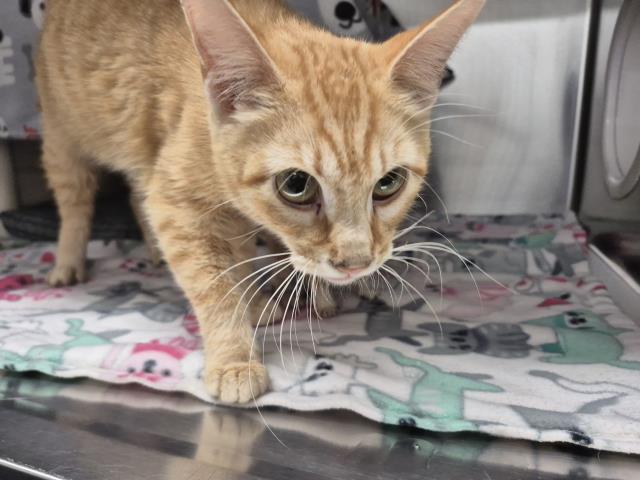 Shelter Stray Female Cat last seen Near BLOCK MITCHELL ST, DETROIT MI 48234, Detroit, MI 48211