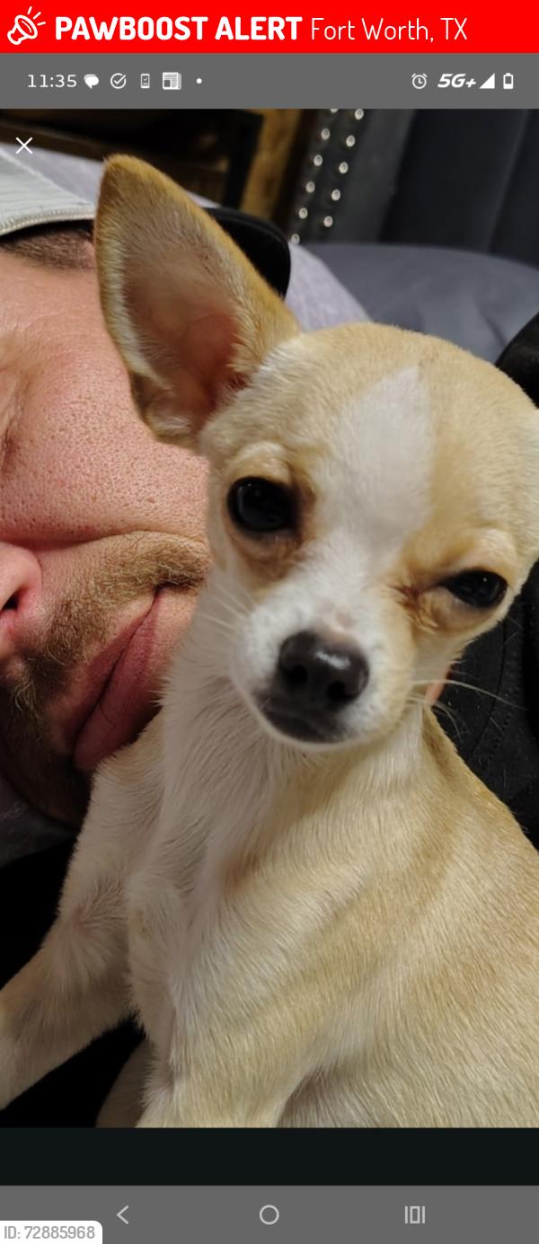 Lost Female Dog last seen Winco and veg, Fort Worth, TX 76131