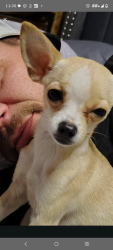 Lost Female Dog last seen Winco and veg, Fort Worth, TX 76131