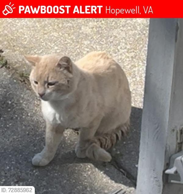 Lost Male Cat last seen Jefferson Park Road, Hopewell, VA 23860