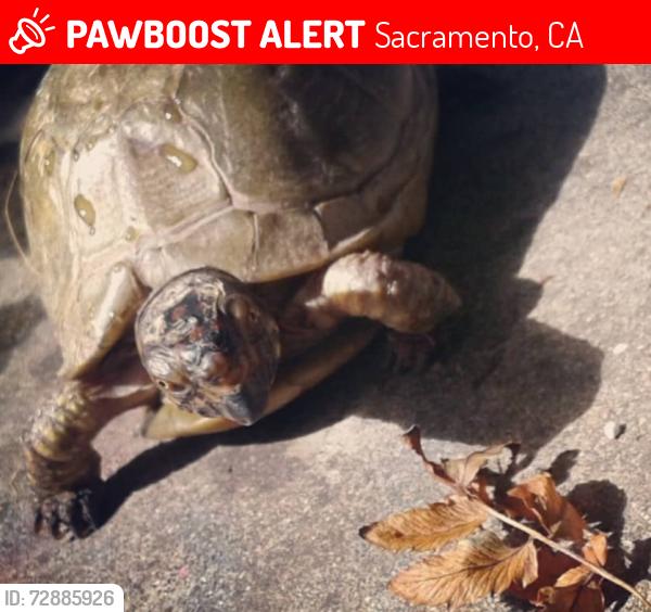 Lost Female Reptile last seen Cottage bay apmts, Sacramento, CA 95825