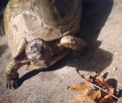 Lost Female Reptile last seen Cottage bay apmts, Sacramento, CA 95825