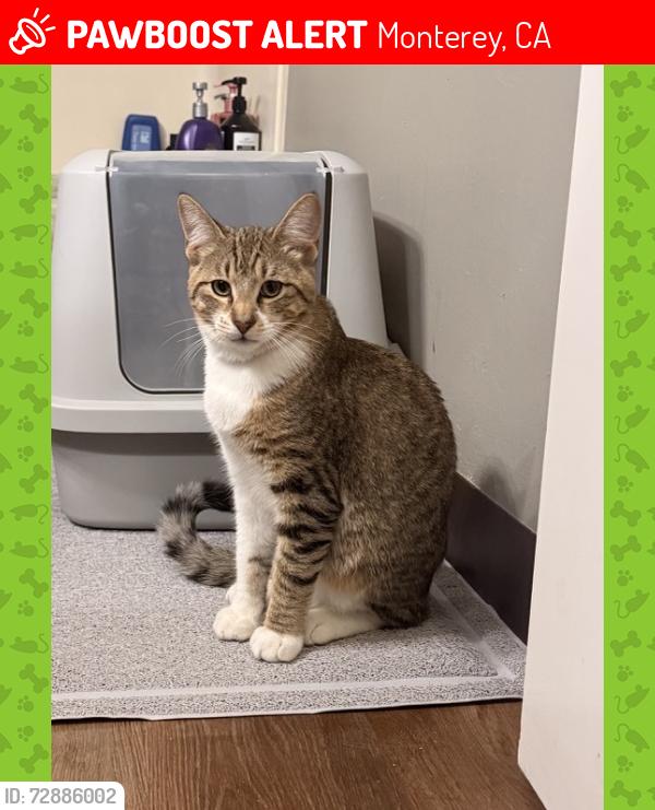Lost Male Cat last seen Second street , Monterey, CA 93940