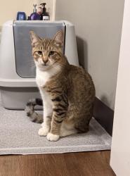Lost Male Cat last seen Second street , Monterey, CA 93940