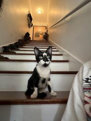 Found/Stray Unknown Cat last seen Franklin Village Gelson’s, Los Angeles, CA 90028