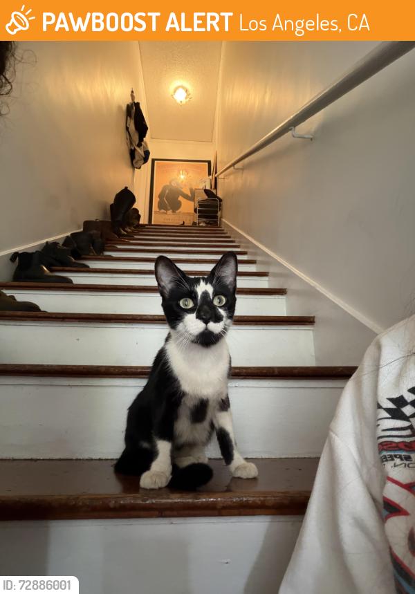 Found/Stray Unknown Cat last seen Franklin Village Gelson’s, Los Angeles, CA 90028