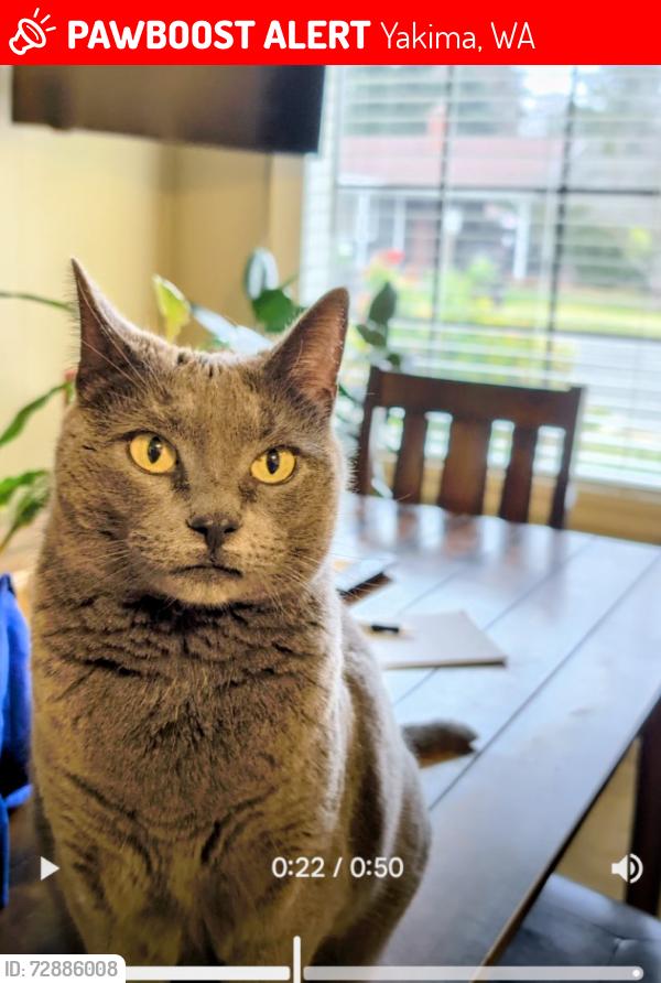 Lost Female Cat last seen Chestnut, Yakima, WA 98902