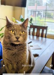 Lost Female Cat last seen Chestnut, Yakima, WA 98902