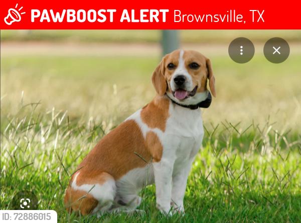 Lost Female Dog last seen Near blue spruce st  , Brownsville, TX 78526