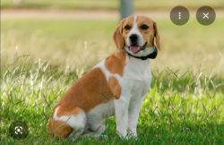 Lost Female Dog last seen Near blue spruce st  , Brownsville, TX 78526