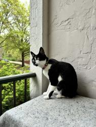 Lost Female Cat last seen Near S Shrank Drive Independence MO 64055, Independence, MO 64055