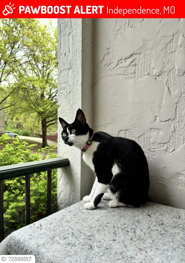 Lost Female Cat last seen Near S Shrank Drive Independence MO 64055, Independence, MO 64055