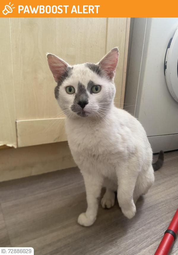 Found/Stray Male Cat last seen My flt, Greater London, England HA3 5PQ