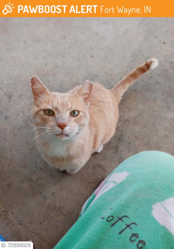 Found/Stray Male Cat last seen Orchard Ln and Corvalis Ave Fort Wayne, IN. 46809, Fort Wayne, IN 46809