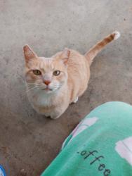 Found/Stray Male Cat last seen Orchard Ln and Corvalis Ave Fort Wayne, IN. 46809, Fort Wayne, IN 46809