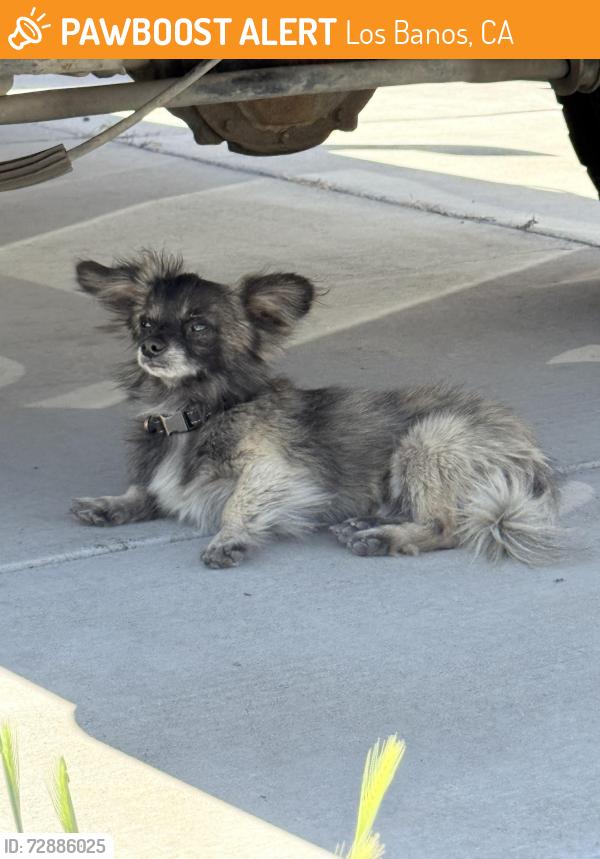 Found/Stray Male Dog last seen North creekside drive , Los Banos, CA 93635