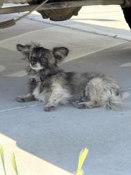 Found/Stray Male Dog last seen North creekside drive , Los Banos, CA 93635