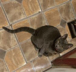 Lost Female Cat last seen Near Saint John st, Franklin, LA 70538