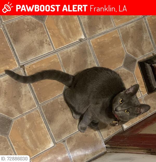 Lost Female Cat last seen Near Saint John st, Franklin, LA 70538
