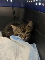 Shelter Stray Male Cat last seen Gastonia, NC , Gastonia, NC 28052