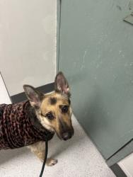 Shelter Stray Female Dog last seen 10th St and Broadway, Oakland, CA, 1101 29th Ave, Oakland, CA 94601, USA