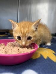 Shelter Stray Male Cat last seen Cove City, NC 28523, New Bern, NC 28562