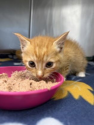 Shelter Stray Male Cat last seen Cove City, NC 28523, New Bern, NC 28562