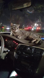 Reunited Male Cat last seen  Indian harbor/ Comanche harbor , Granbury, TX 76048