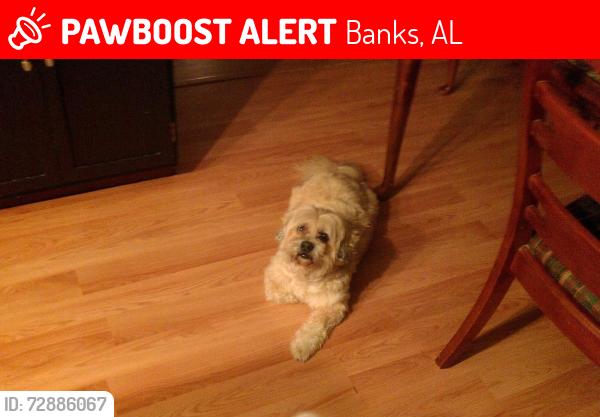 Lost Male Dog last seen Anton Alabama, Banks, AL 36005