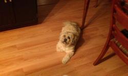 Lost Male Dog last seen Anton Alabama, Banks, AL 36005