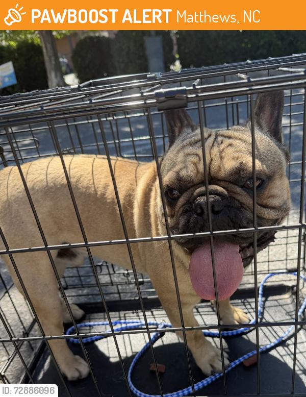 Found/Stray Male Dog last seen Mckee Rd and Hampstead Pond Ln, Matthews, NC 28105