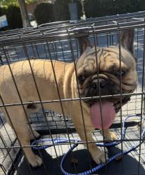 Found/Stray Male Dog last seen Mckee Rd and Hampstead Pond Ln, Matthews, NC 28105