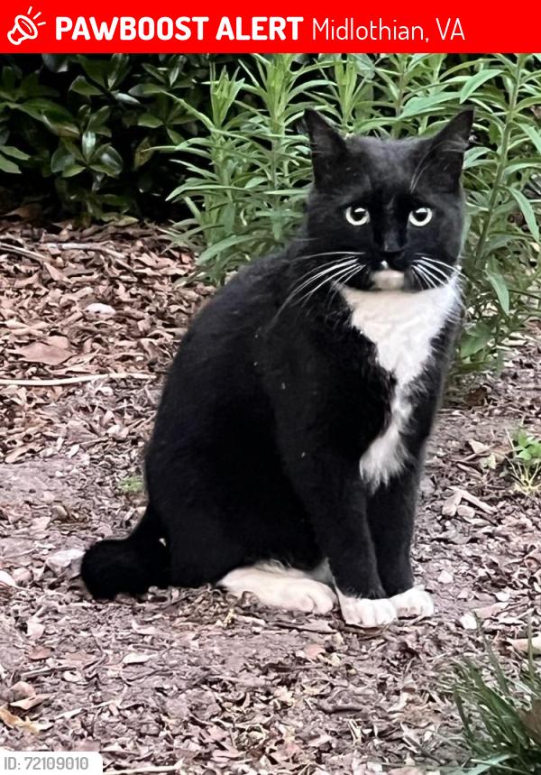 Lost Male Cat last seen Dawnwood Rd and Dawnwood Ct, Midlothian, VA 23114