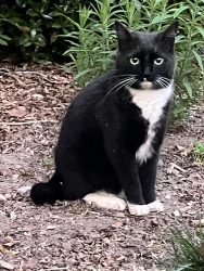 Lost Male Cat last seen Dawnwood Rd and Dawnwood Ct, Midlothian, VA 23114