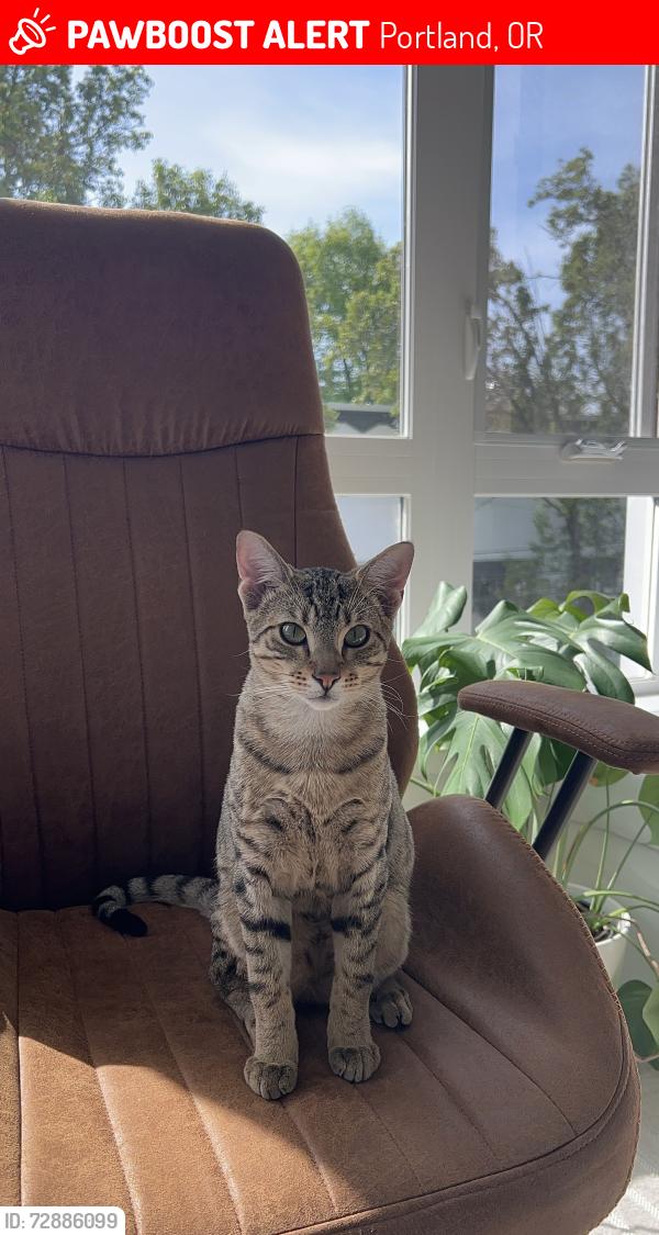 Lost Male Cat last seen Near se stark street Portland Oregon 97233, Portland, OR 97233