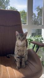 Lost Male Cat last seen Near se stark street Portland Oregon 97233, Portland, OR 97233