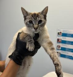 Shelter Stray Female Cat last seen Near Hale Court, El Cajon, CA, 92020, San Diego, CA 92110